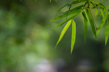 Fototapeta na wymiar beautiful green leaf bamboo background