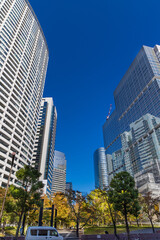 Fototapeta premium 都市風景 樹木とオフィスビル