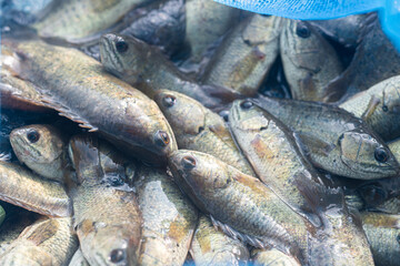 A freshwater fish scientific name Anabas Testudineus. Know as Ikan Puyu amongs malaysian people.