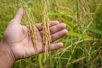 Fototapeta na wymiar Agriculture. hand gently holding young rice.