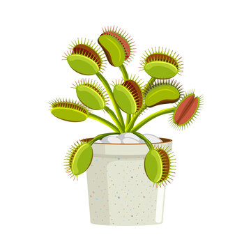 Carnivorous Plant PNG Format With Transparent Background
