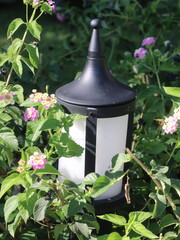 A lantern on the ground among plants