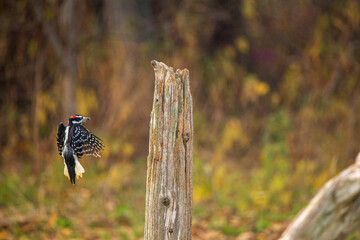 woodpecker flying onto post