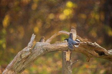 nuthatch scaring a sparrow