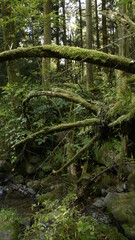 forest trees deep in the mountains
