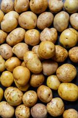 Potato isolated on dark background shown from top