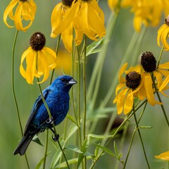 Close-up of an indigo bunting (Passerina cyanea) bird resting on a flower filed