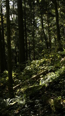 forest in the morning