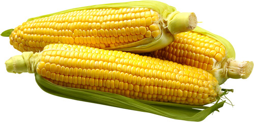 Raw corn cobs isolated on white background