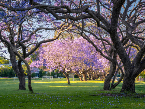 Jacarandas in Bloom Brisbane Springtime