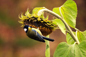A great tit caught on a flower of a ripe sunflower. The bird hangs upside down and looks to the side. Came to peck sunflower seeds. - obrazy, fototapety, plakaty