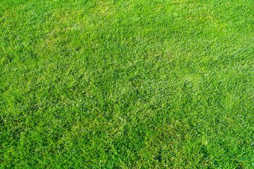 Fototapeta premium real green grass natural background