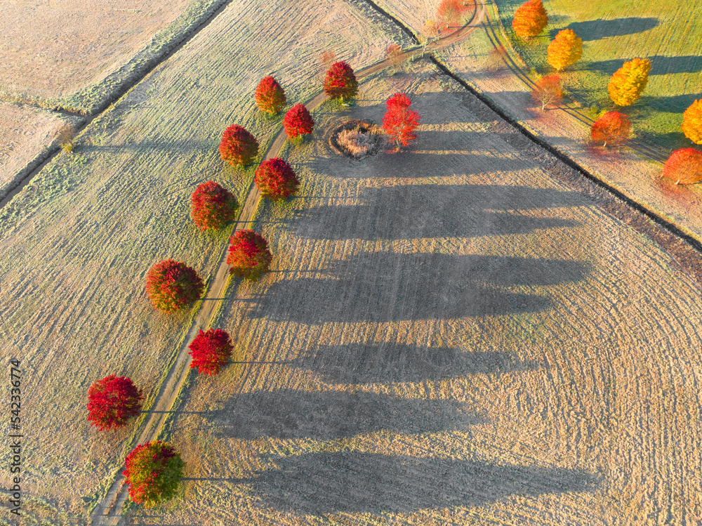 Wall mural aerial of autumn red tree in a row in farm field