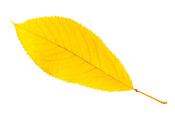 Yellow autumn cherry leaf. The autumn leaf is isolated on a white background.