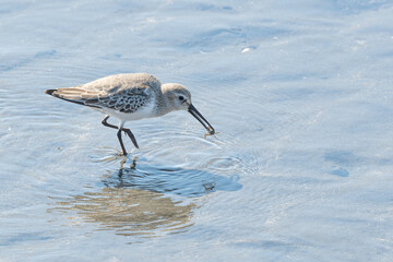 Dunlin in winter plumage caught crab