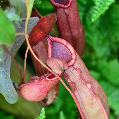 Carnivorous Plant Very Cool Background 