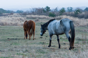 冬の朝の草原の馬