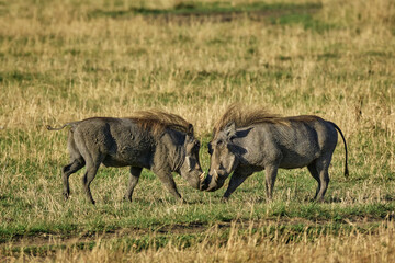 Fototapeta premium Common Warthog (Phacochoerus africanus) engaged in a tussle