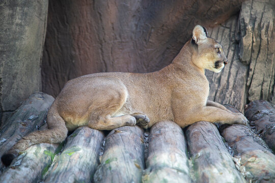 Mountain Lion Laying Down