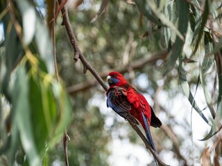Australian king parrot on a tree branch