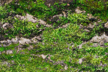 Green moss closeup texture. Forest ground macro background. Moss growing on tree bark. Turf texture. Foliage green plant pattern. Lichen detailed macro backdrop. Tree trunk texture.