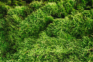 Green moss closeup texture. Forest ground macro background. Moss growing on tree bark. Turf...