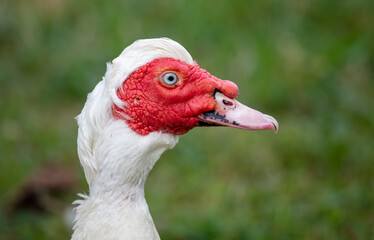 White goose portrait on green grass in summer.