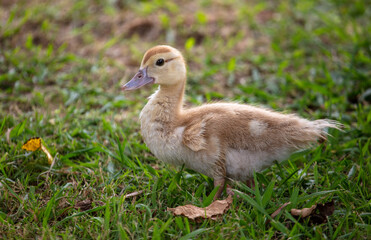 Little duckling on green grass in summer.
