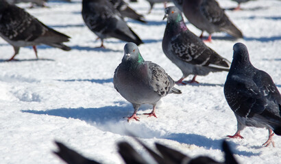 Pigeons in the snow in winter.