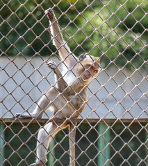 Fototapeta premium Portrait of a monkey in a zoo cage.