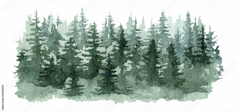 Wall mural fir tree forest watercolor illustration. green forest background element. hand drawn lush conifer. e