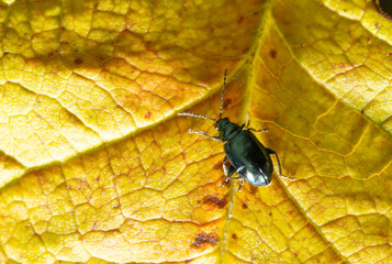 A small beetle on a jelly leaf in the fall.