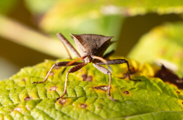 A bug beetle on a yellow leaf in the fall.
