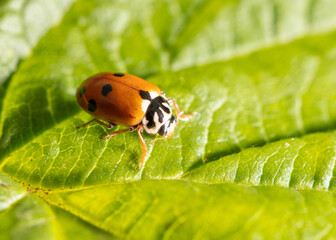 Ladybug beetle on a green leaf.