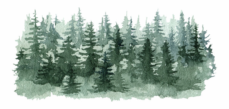 Fir tree forest watercolor illustration. Green forest background element. Hand drawn lush conifer. Evergreen natural spruce trees and bushes. Fir tree and bushes on white background