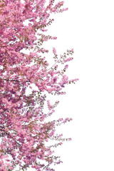 Obraz na płótnie Canvas Pink flower sour cherry tree isolated on white background. This has clipping path. 