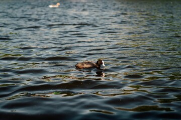 Shallow focus shot of an Eurasian coot swimming in a tranquil water with blur background