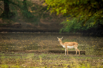 Obraz na płótnie Canvas blackbuck or antilope cervicapra or indian antelope side profile with natural scenic background at tal chhapar sanctuary churu rajasthan india asia