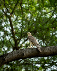 Shikra or Accipiter badius or little banded goshawk bird portrait or closeup perched on branch in winter light during outdoor wildlife safari at ranthambore national park rajasthan india asia