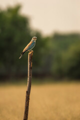 wild multi color bird Eurasian or European roller or Coracias garrulus closeup or portrait perched on branch in grassland forest of central india asia