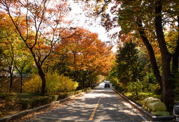 Fototapeta premium 가을풍경