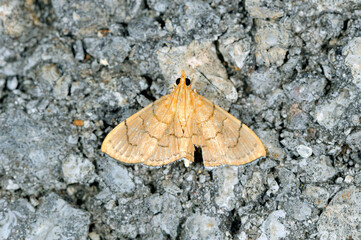 チャバネトガリノメイガ（沖縄県・石垣島）
