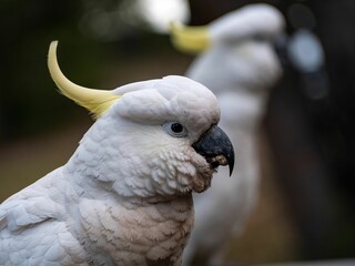 White cockatoo in the jungle, close-up