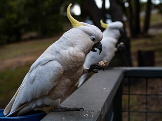 White cockatoos standing on a fence, close-up