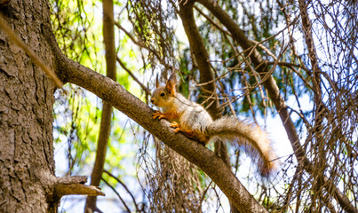 A squirrel is sitting on a tree branch.
