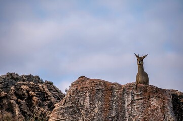 Low angle of an Antelope jumper on rocks against blue sky