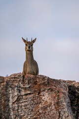 Vertical of an Antelope jumper on rocks against blue sky