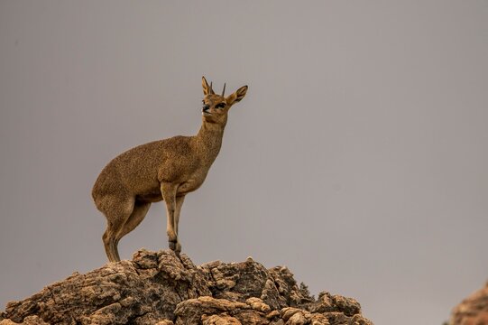 Closeup of an Antelope jumper on rocks against blue sky