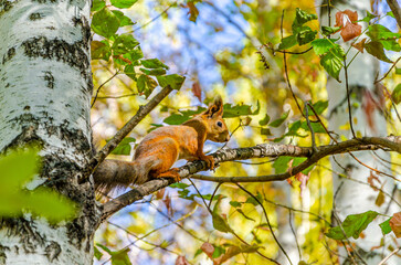 Squirrel on a birch branch in autumn.