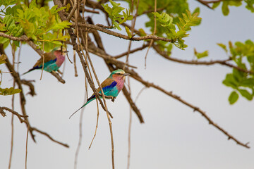 Lilac-breasted roller sits on a branch in the Masai Mara, Kenya	